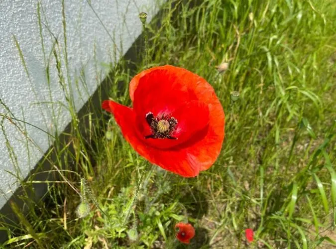 فيلة Wiklinowa Zatoka Kaszuby *