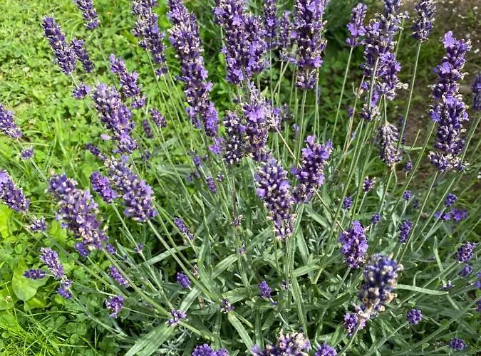 Wiklinowa Zatoka Kaszuby فيلة